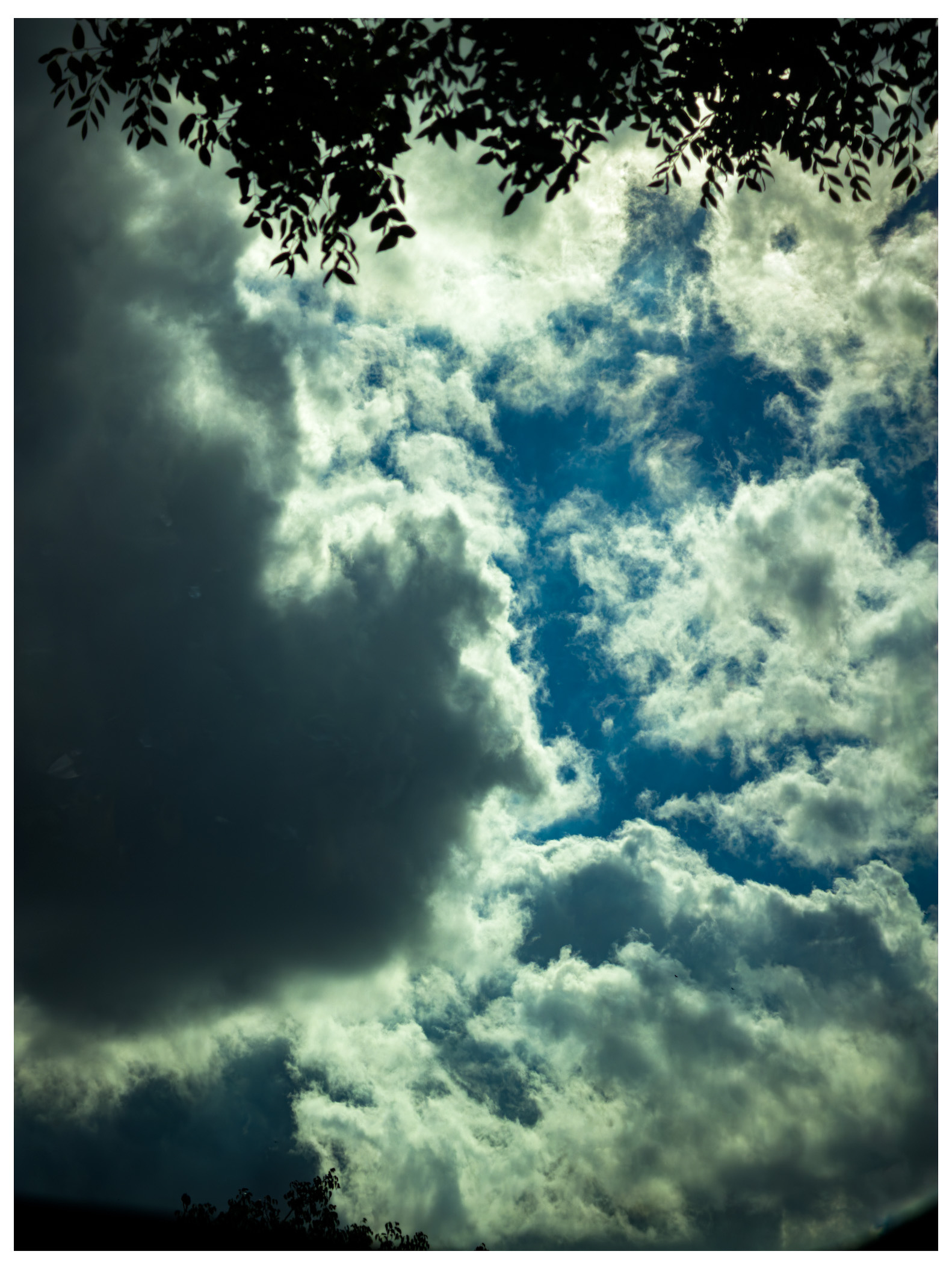 Clouds in a vibrant blue sky are partially framed by silhouetted tree branches.