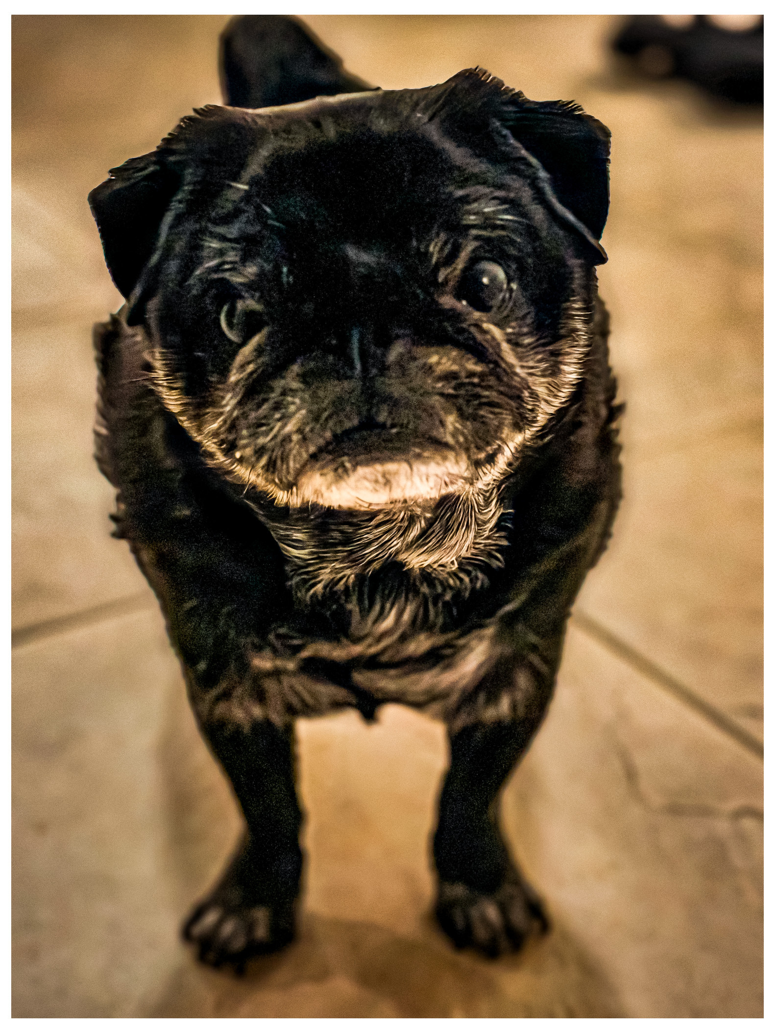 A black pug with a graying muzzle is standing on a tiled floor, looking directly at the camera.